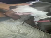 Pitbull DeepThroat blowjob training
